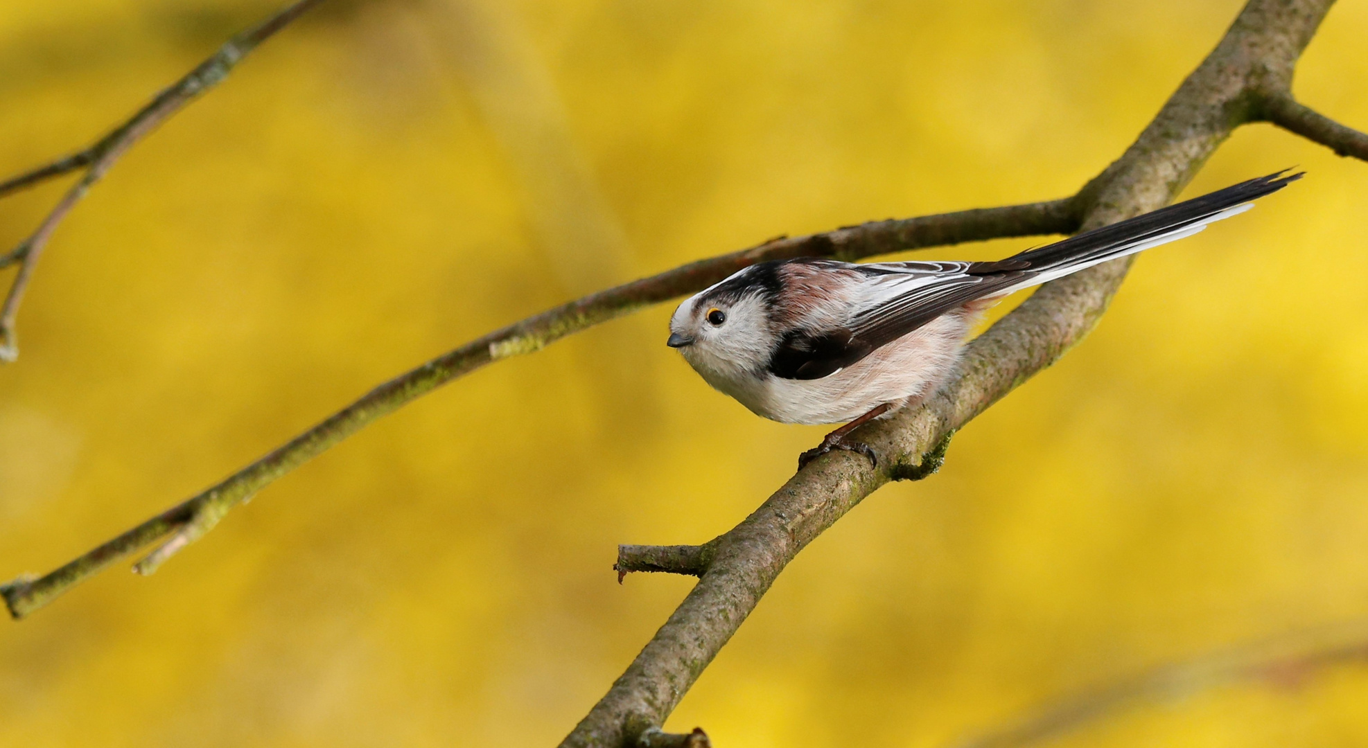 die flinke schwanzmeise