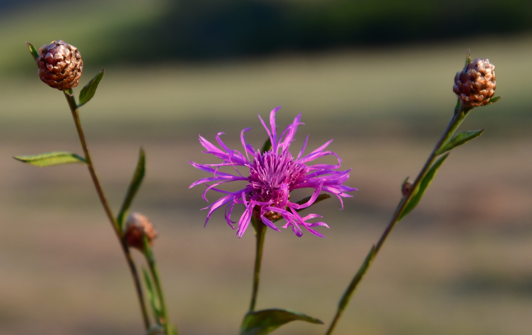 Die Flockenblume 