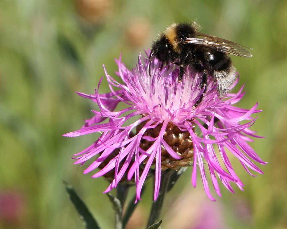 Die Flockenblume hat Besuch