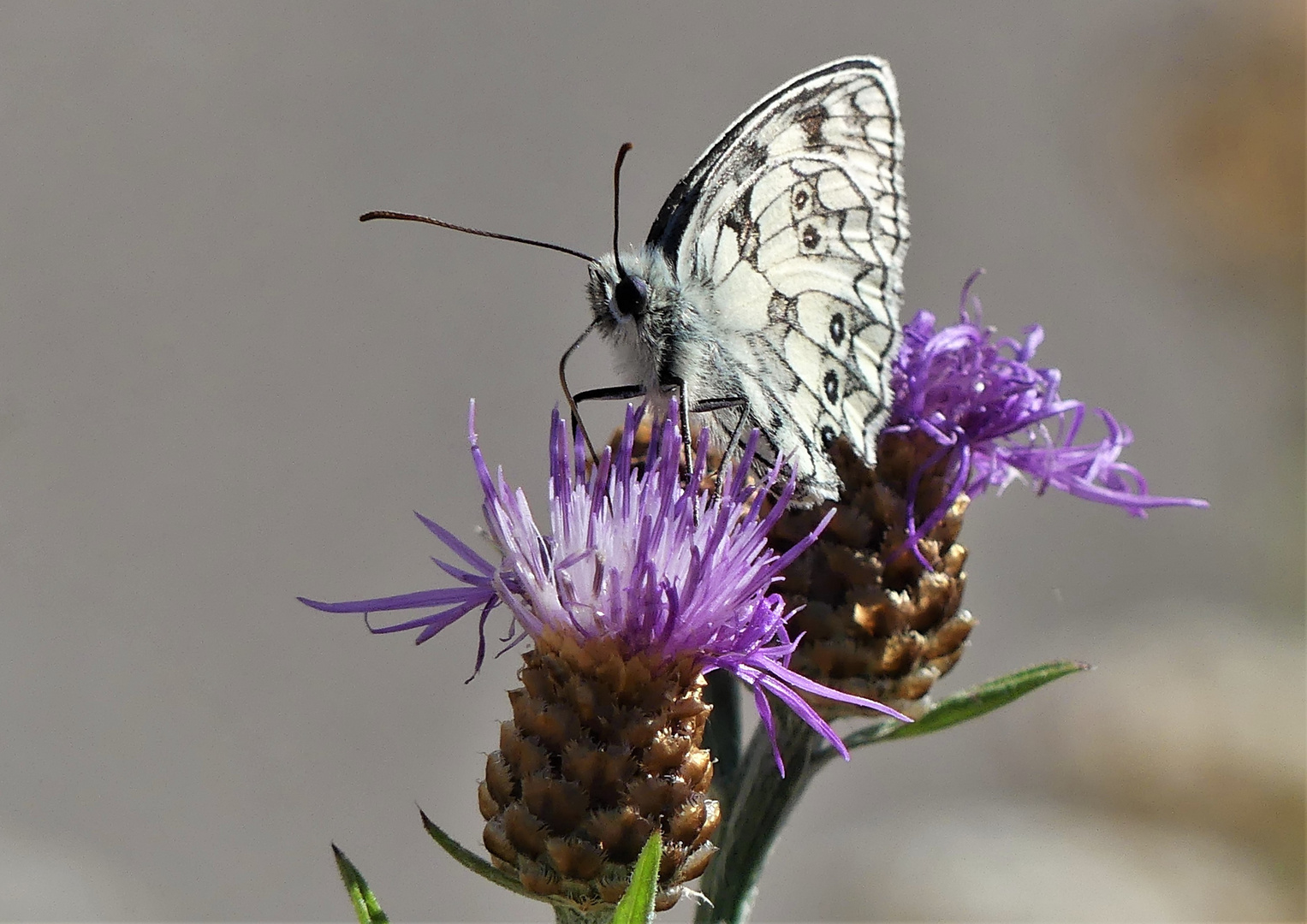 Die Flockenblume mit Besucher