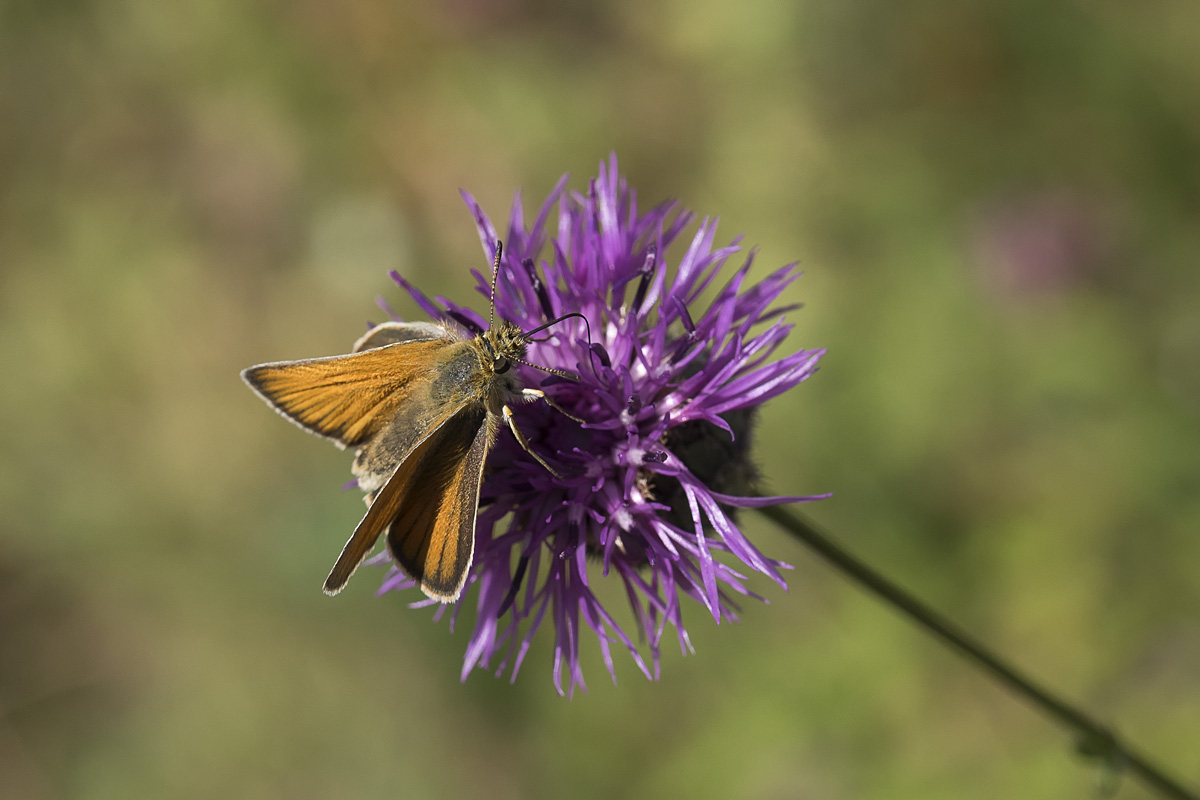 Die Flockenblumen