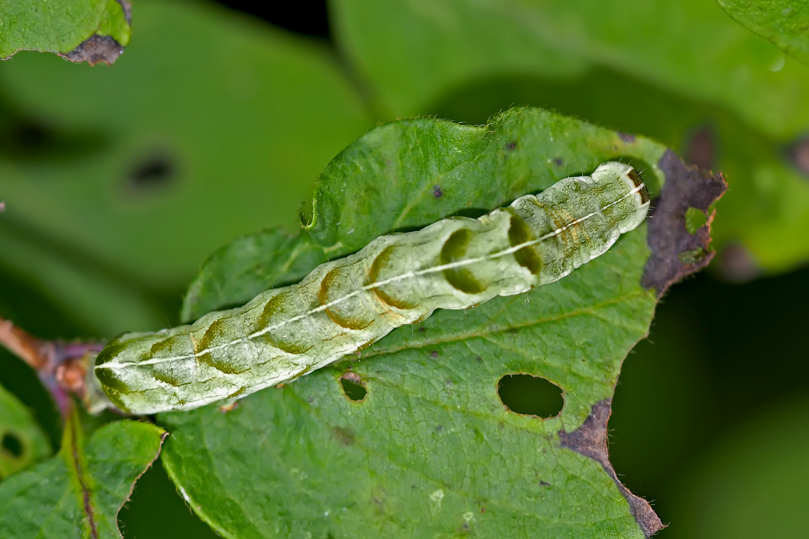 Die Flohkrauteule (Melanchra persicariae) von oben gesehen.