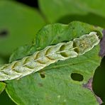 Die Flohkrauteule (Melanchra persicariae) von oben gesehen.