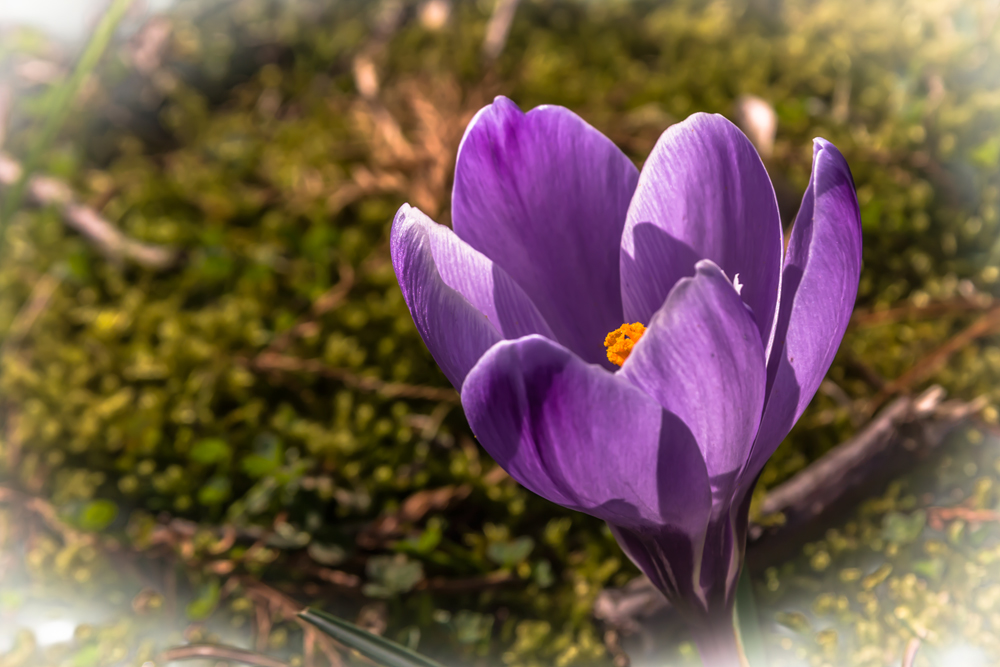 Die Flora-Der Botanische Garten Köln