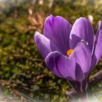 Die Flora-Der Botanische Garten Köln