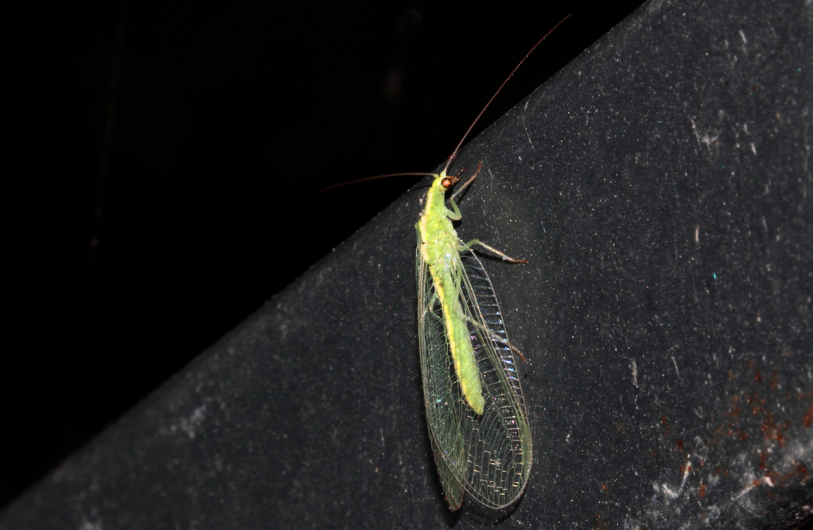 die "Florfliege' (Chrysopidae) oder auch 'Goldauge'... 