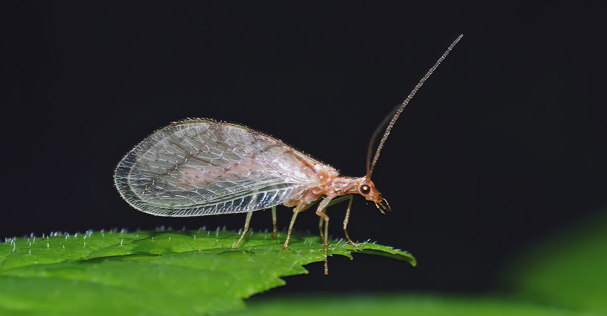 Die Florfliege, der nimmersatte Blattlausvertilger! - La chrysope aime manger des pucerons...