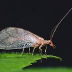 Die Florfliege, der nimmersatte Blattlausvertilger! - La chrysope aime manger des pucerons...