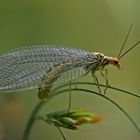 Die Florfliege, die nimmersatte Blattlausvertilgerin! * - La chrysope aime manger des pucerons... 