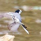 Die flotte Bachstelze beim Abflug 