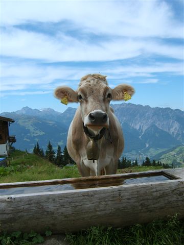 Die flotte Lotte aus dem Montafon