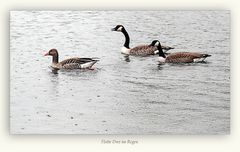 Die flotten Drei im Regen