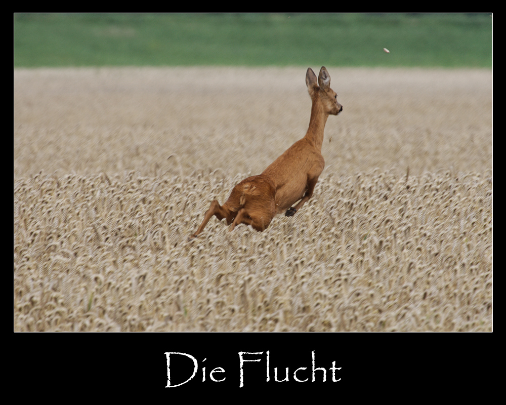 Die Flucht