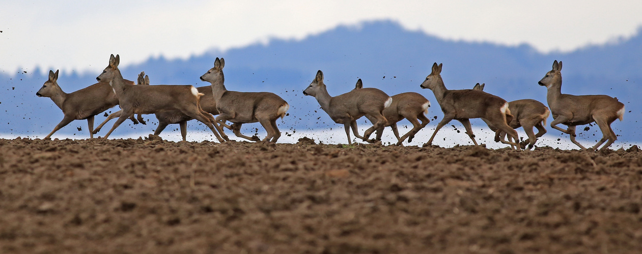 Die Flucht der Rehe