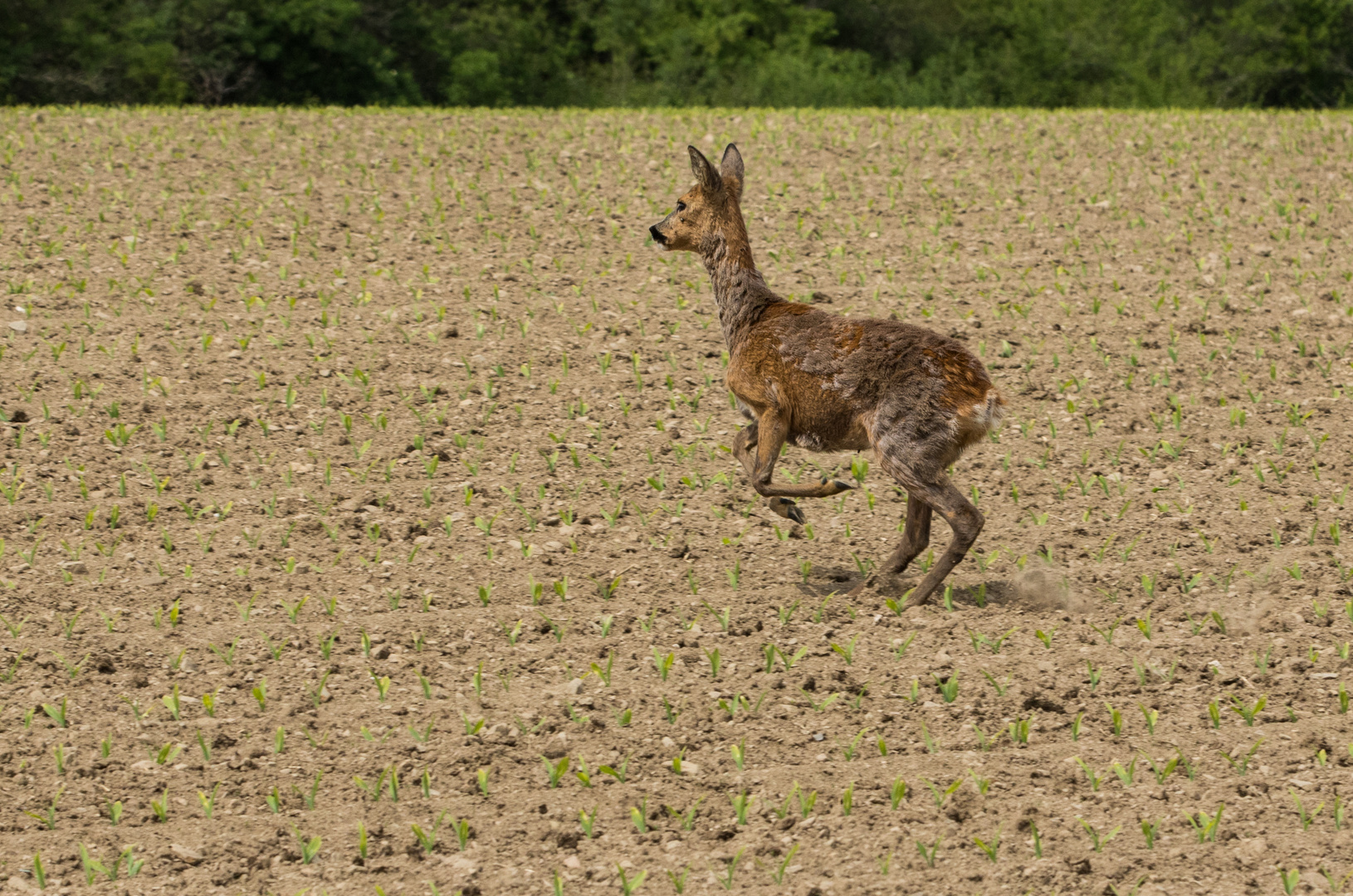 Die Flucht.