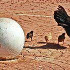 Die Flucht vor dem großem Ei