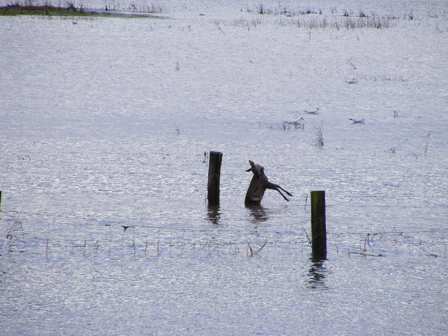 Die Flucht vor dem Hochwasser 2011