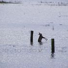 Die Flucht vor dem Hochwasser 2011