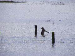 Die Flucht vor dem Hochwasser 2011