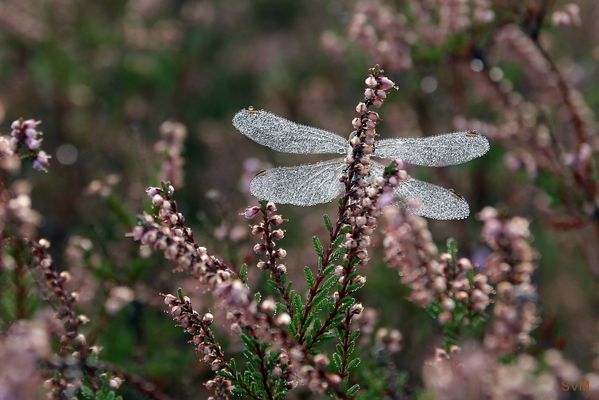 Die Flügel einer Heidelibelle am zeitigen Morgen