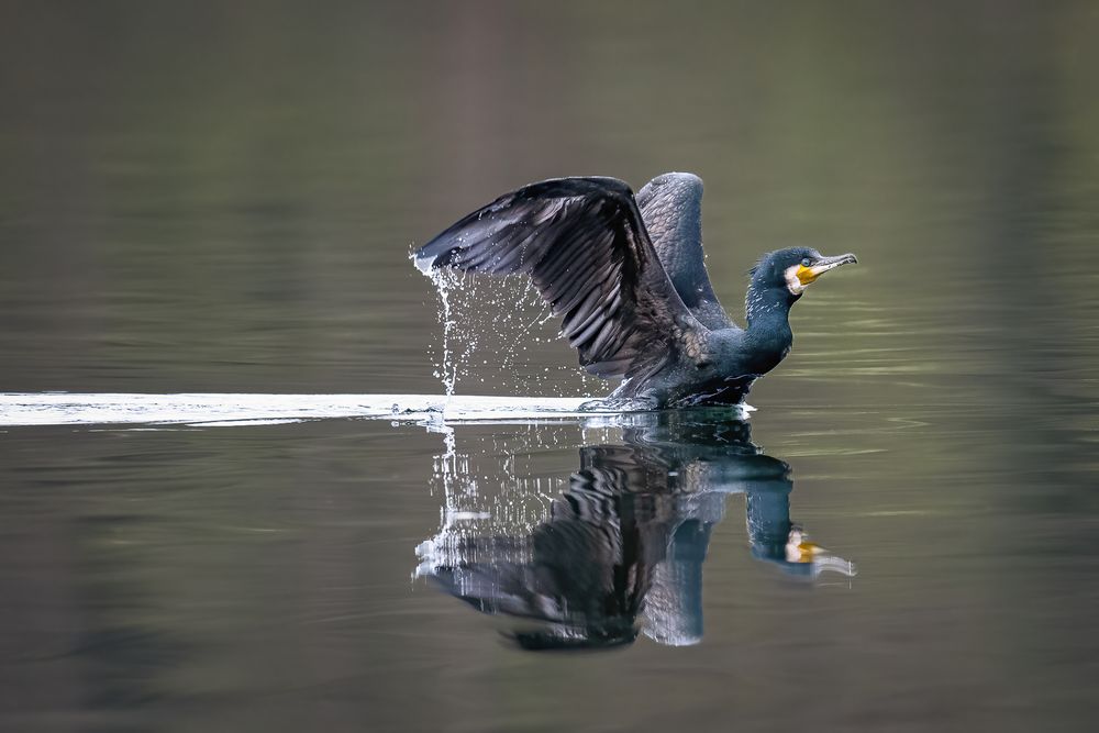 die Flügel sind nass und schwer