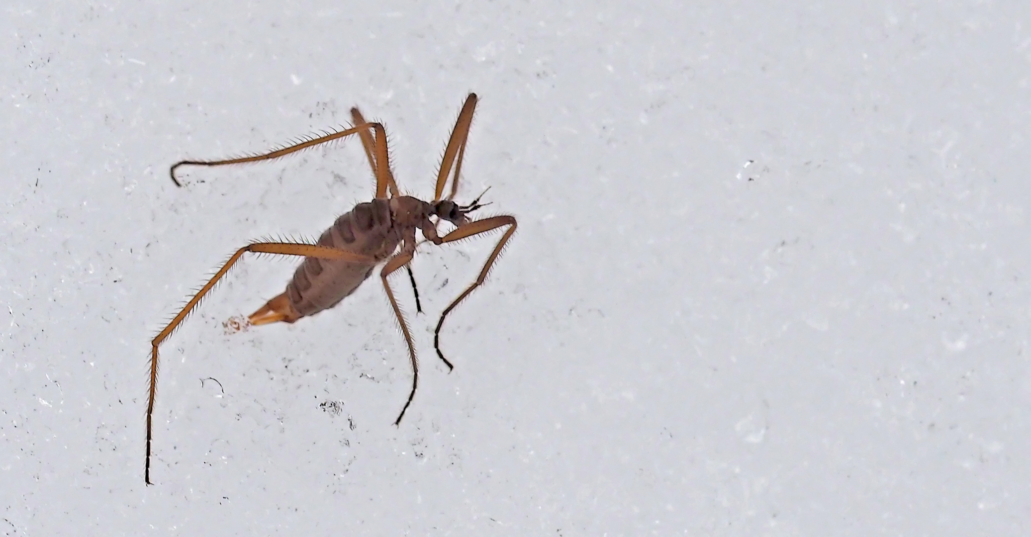 Die flügellose Schneemücke (Chionea araneoides oder lutescens)* -  Un insecte qui vit dans la neige!