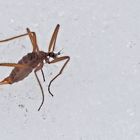 Die flügellose Schneemücke (Chionea araneoides oder lutescens)* -  Un insecte qui vit dans la neige!