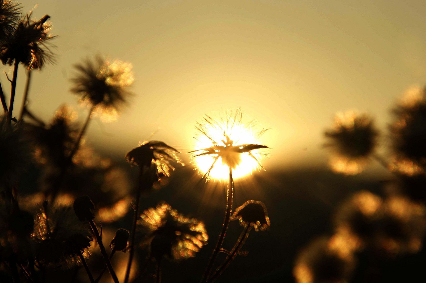 Die Flügeln der Sonne...