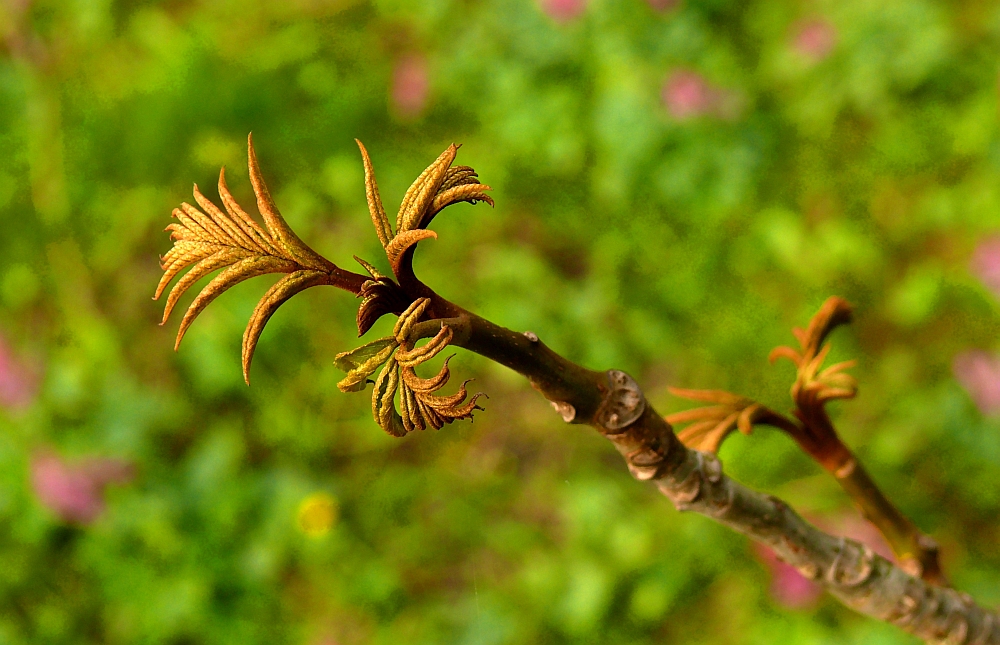 Die Flügelnuss erblickt den Frühling