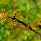 Die Flügelnuss erblickt den Frühling