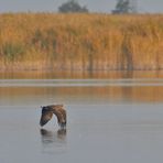 Die Flügelspitzen berühren fast das Wasser