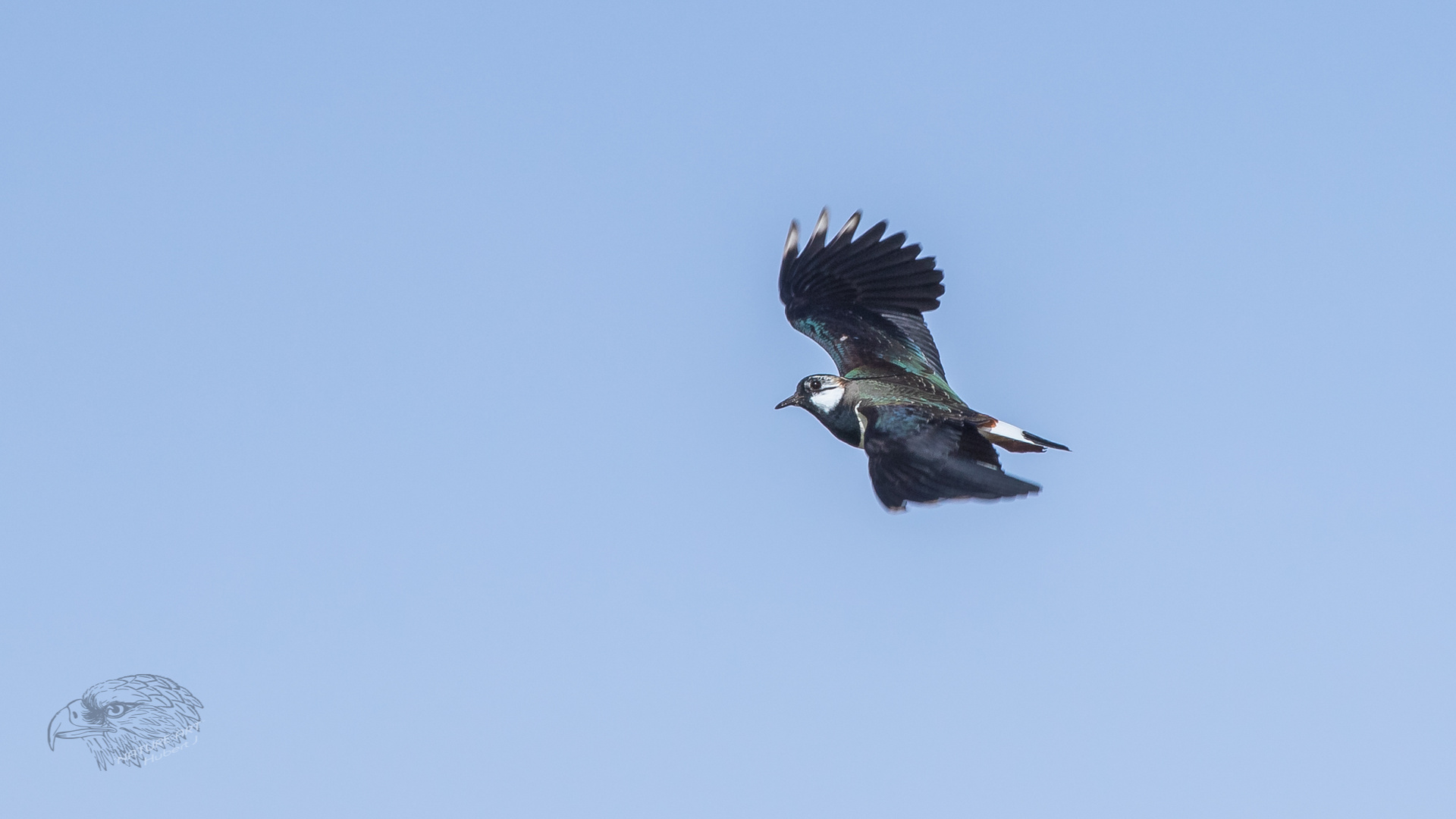 Die Flugakrobaten 