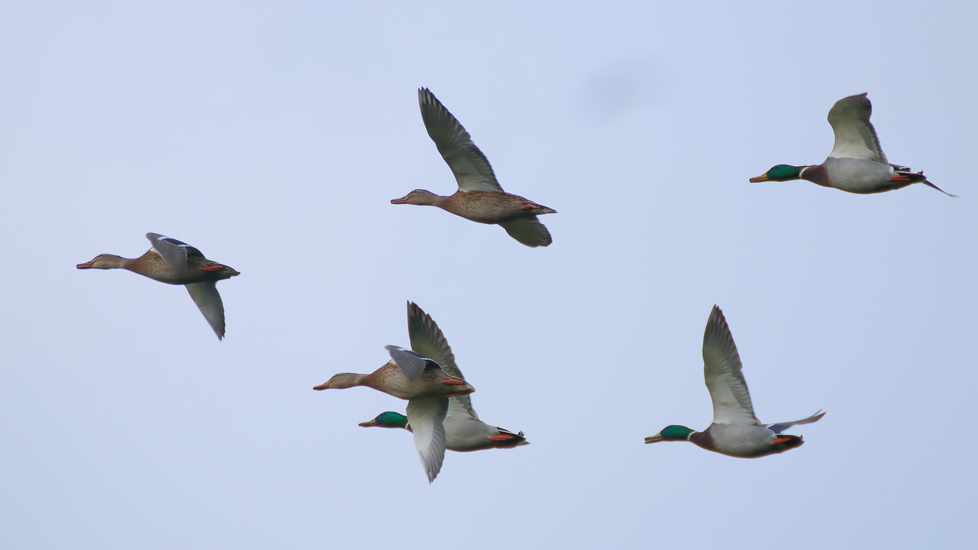 Die Flugschau am letzten Sonnentag im Oktober