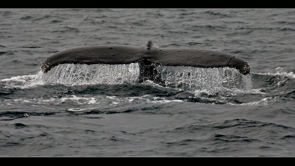 die fluke eines buckelwales