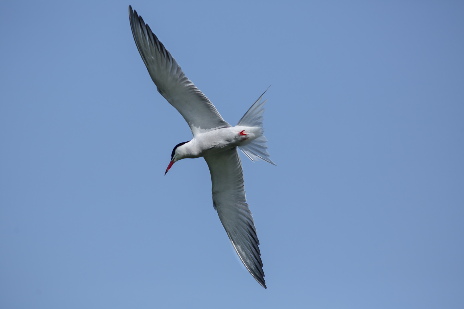 Die Fluss-Seeschwalbe (Sterna hirundo)