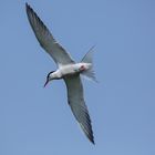 Die Fluss-Seeschwalbe (Sterna hirundo)