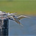 Die Fluss-Seeschwalbe war eine Überraschung (3) . . .