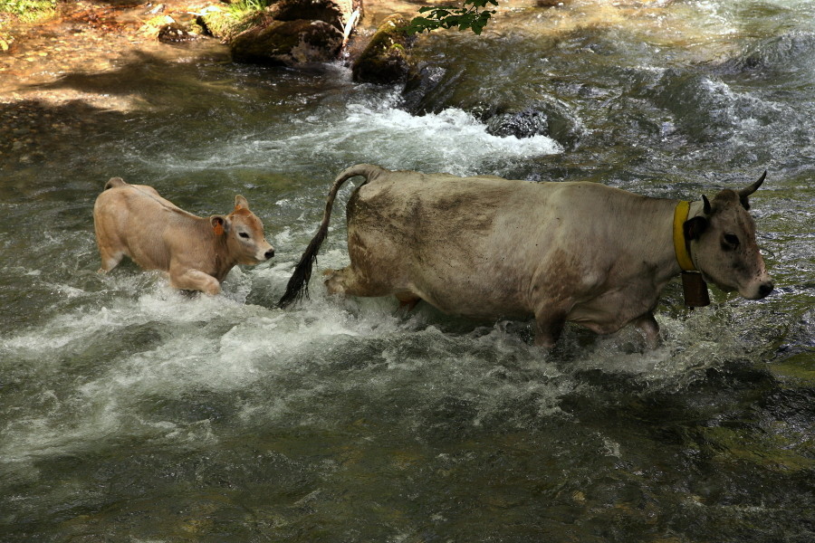 Die Flussdurchquerung