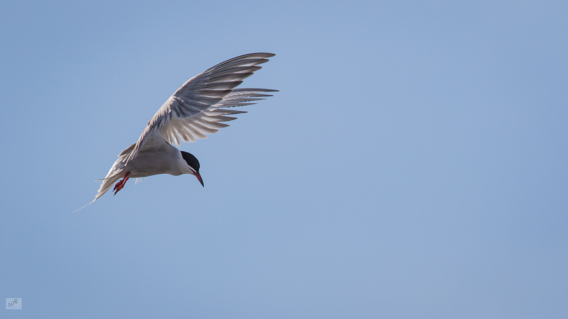 Die Flußseeschwalbe (Sterna hirundo)