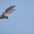 Die Flußseeschwalbe (Sterna hirundo)