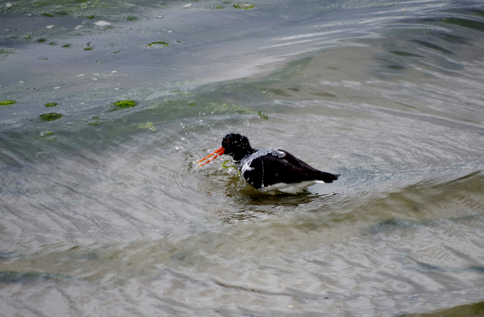 die Flut ist gekommen (3)