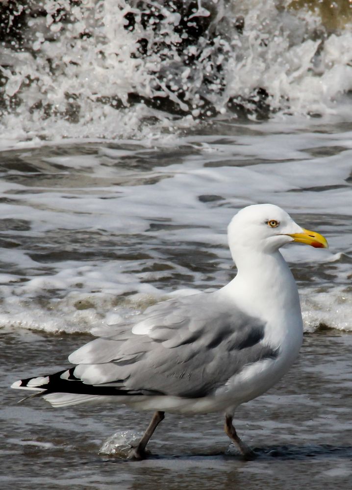 Die Flut kommt