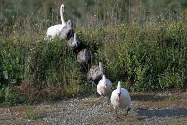 Die folgenden 5 Minderjährigen werden von ihren Eltern zum Schwimmunterricht begleitet