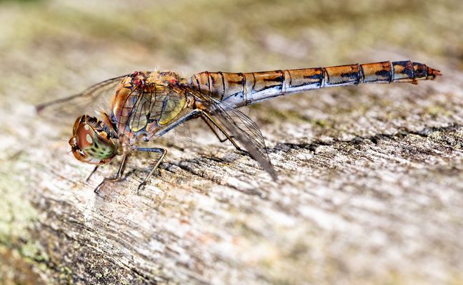 DIE FORMEL 1 DER LÜFTE: LIBELLEN AUF DER ÜBERHOLSPUR!
