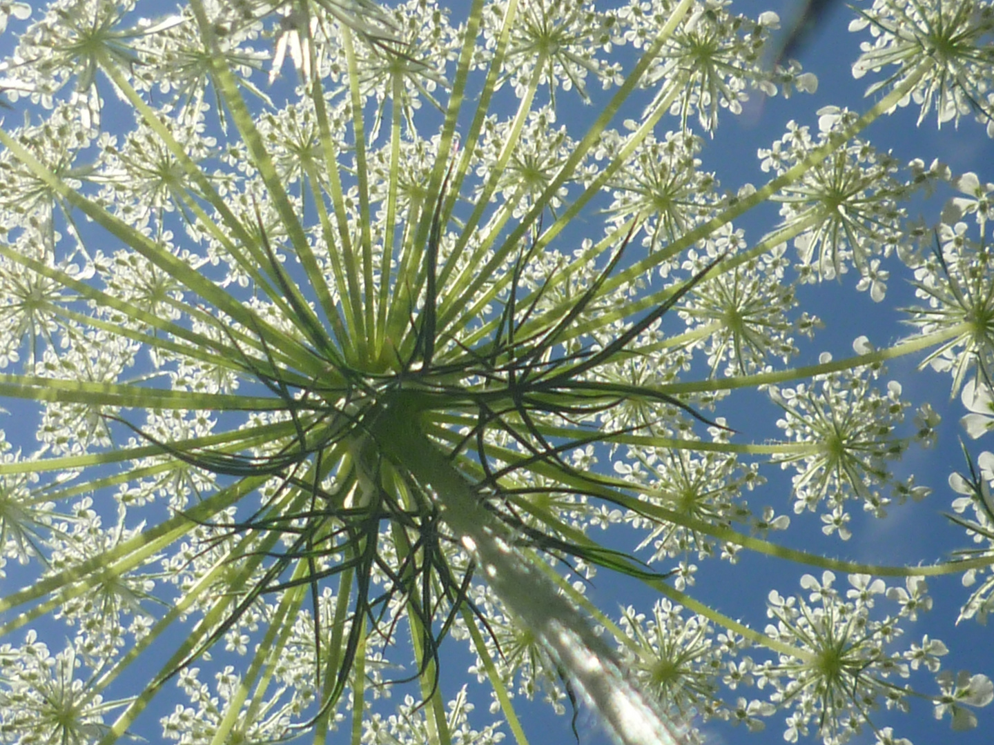 Die Formen der Natur