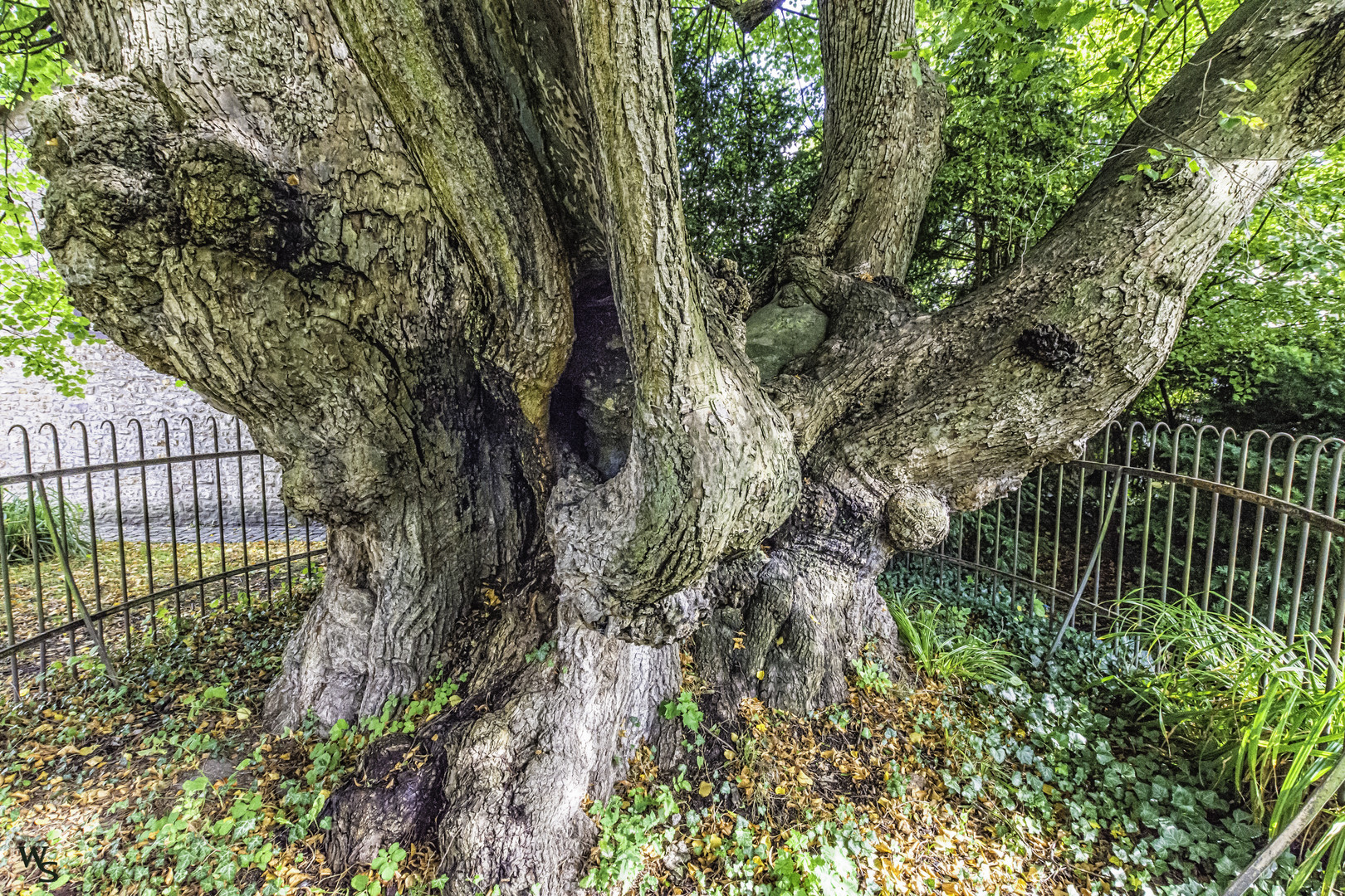 Die Forster Linde ist ein Naturdenkmal im Aachener Stadtteil Aachen-Forst