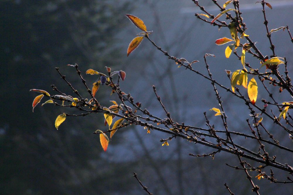 Die Forsythie blüht, von der Sonne getäuscht