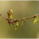 Die Forsythien beginnen zu wachsen ,