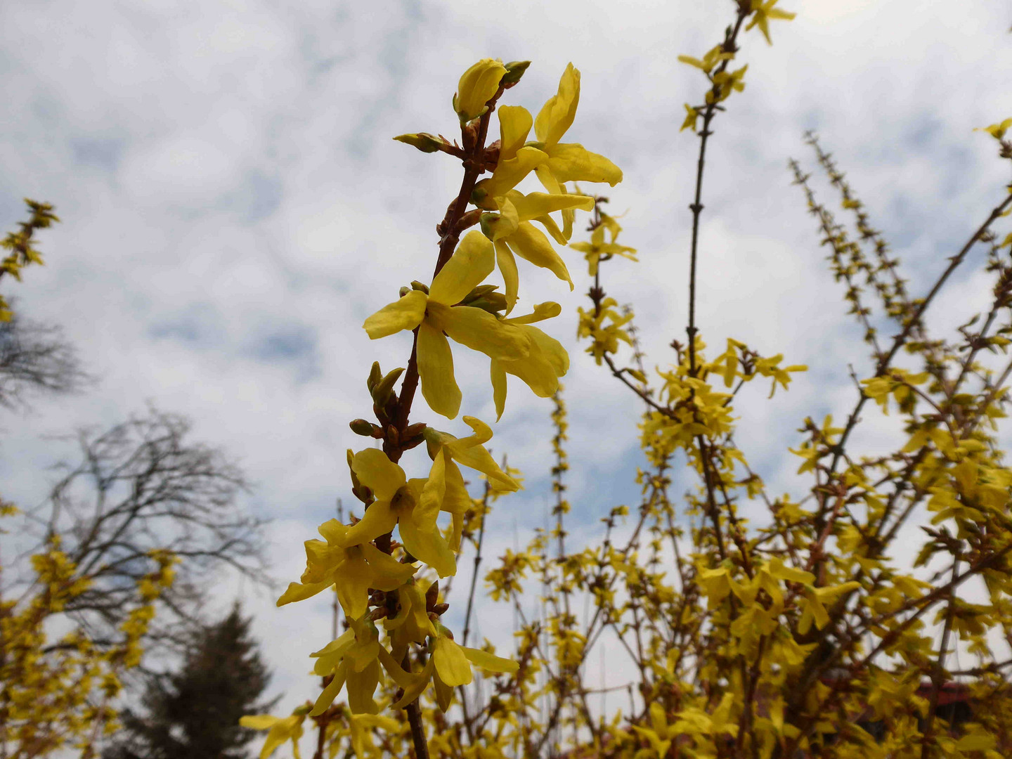 die Forsythien blühen