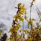 die Forsythien blühen